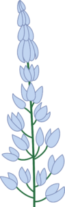 Blue Lupine