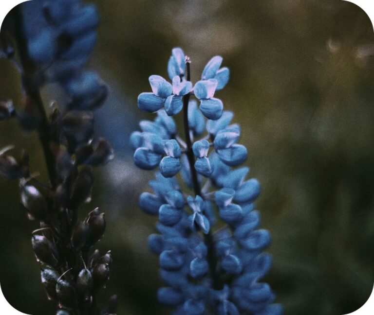 Blue Lupine